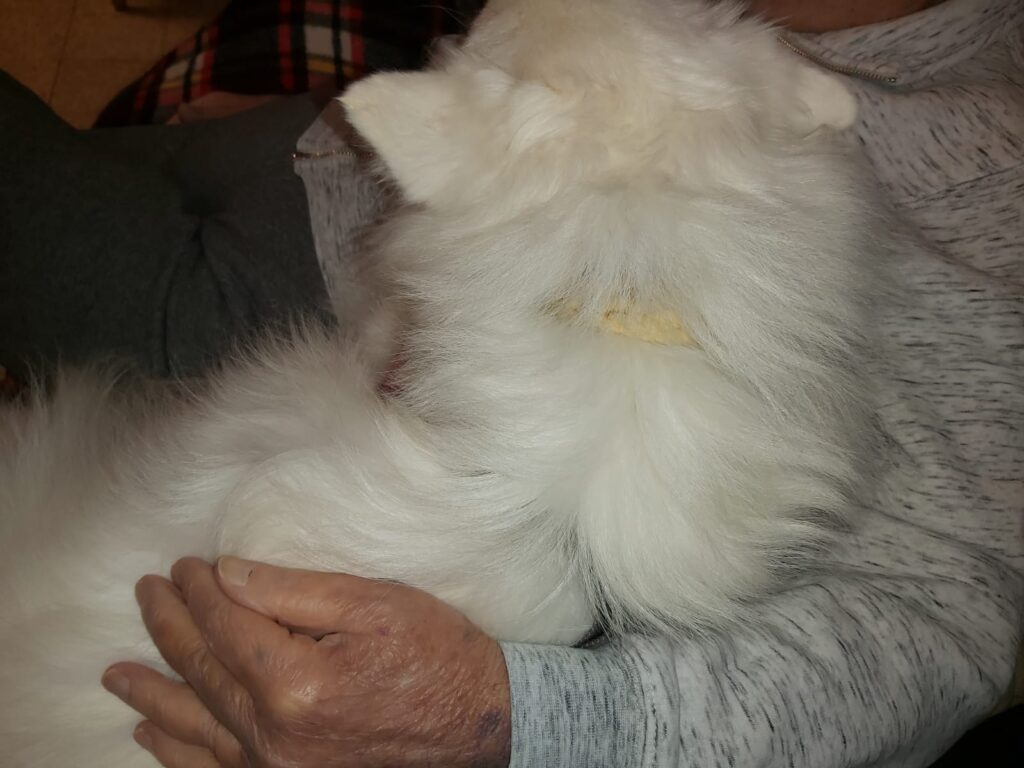 כלבנות טיפולית